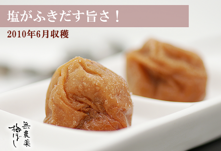 南高梅干し通販専門店の4年かけて作った自然農法・無農薬梅干し/無添加梅干し
